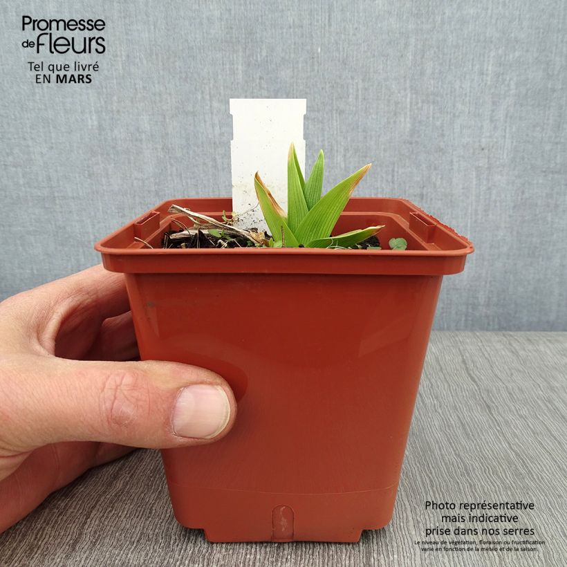 Hemerocallis Siloam Double Classic Maceta 1L/1,5L Ejemplar entregado en invierno