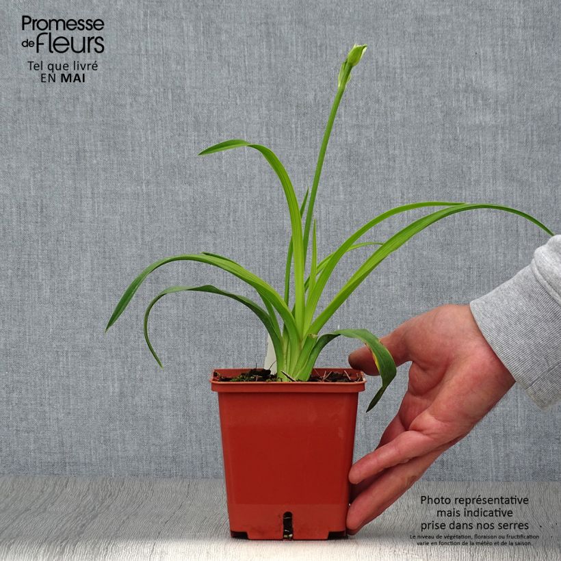 Hemerocallis Siloam Double Classic Maceta 1L/1,5L Ejemplar entregado en la primavera