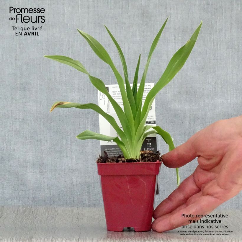 Hemerocallis Siloam Double Classic Maceta de 8/9 cm Ejemplar entregado en la primavera