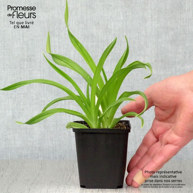 Hemerocallis Siloam Jim Cooper Maceta de 8/9 cm Ejemplar entregado en la primavera