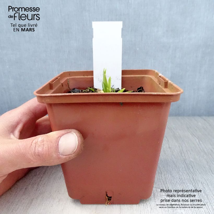 Hemerocallis Siloam Ribbon Candy Maceta 1L/1,5L Ejemplar entregado en la primavera