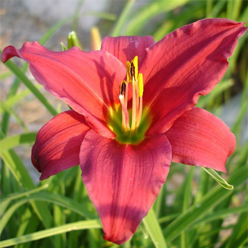 Hemerocallis Skiatook Cardinal (Floración)