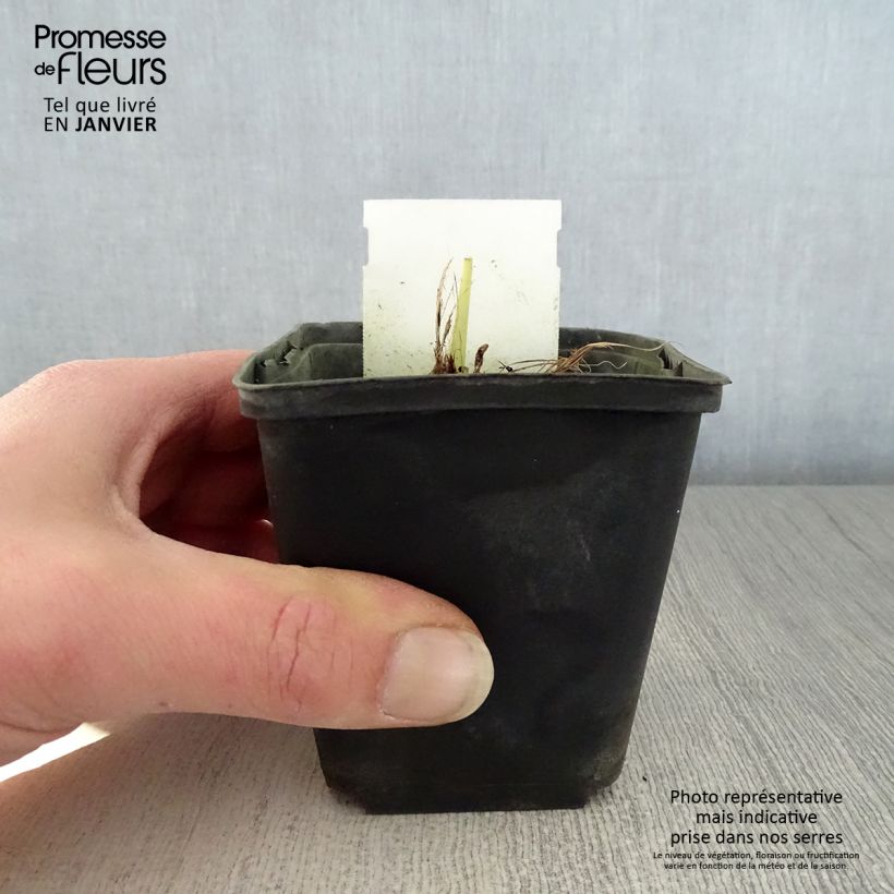 Hemerocallis Snowy Apparition Maceta de 8/9 cm Ejemplar entregado en invierno