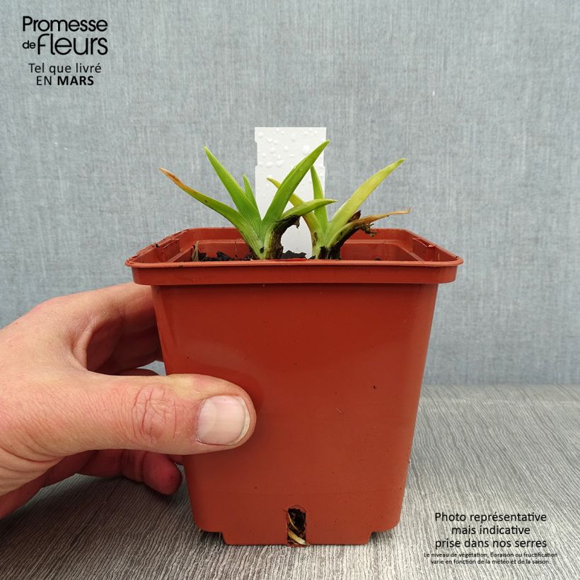 Hemerocallis Snowy Eyes Maceta 1L/1,5L Ejemplar entregado en invierno