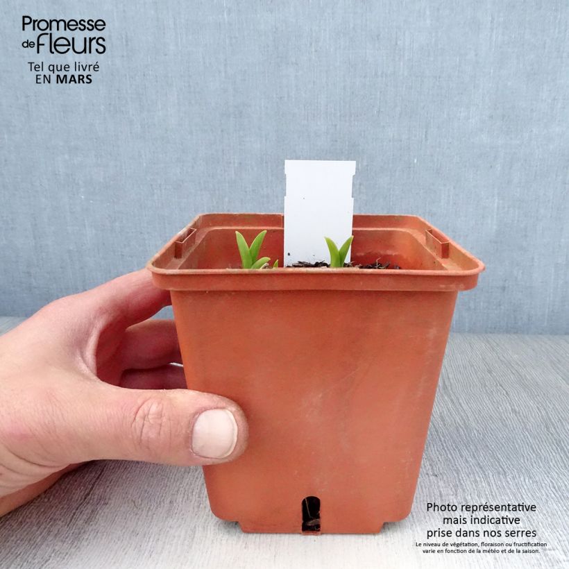 Hemerocallis Snowy Eyes Maceta 1L/1,5L Ejemplar entregado en la primavera