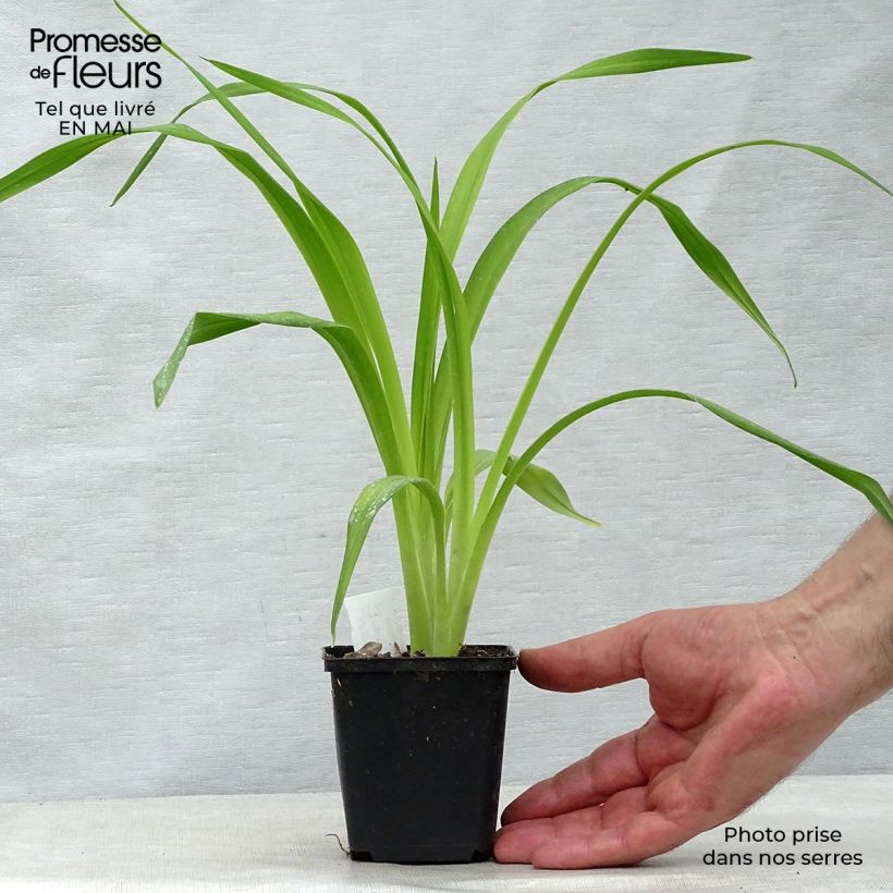 Hemerocallis South Seas Maceta de 8/9 cm Ejemplar entregado en la primavera
