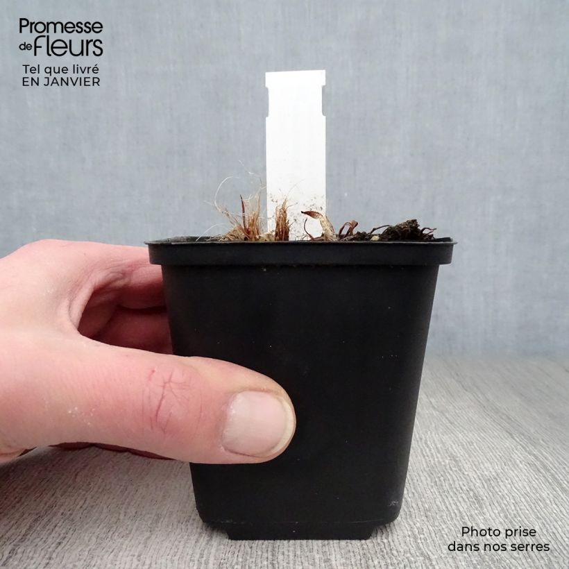 Hemerocallis South Seas Maceta de 8/9 cm Ejemplar entregado en invierno