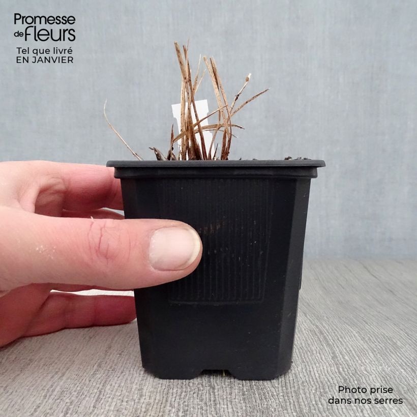 Hemerocallis Stella de Oro Maceta de 8/9 cm Ejemplar entregado en invierno