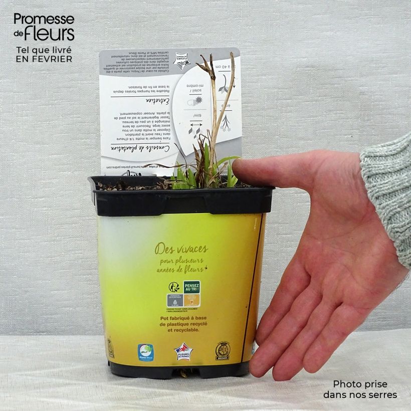 Hemerocallis Stella de Oro Maceta 2L/3L Ejemplar entregado en invierno