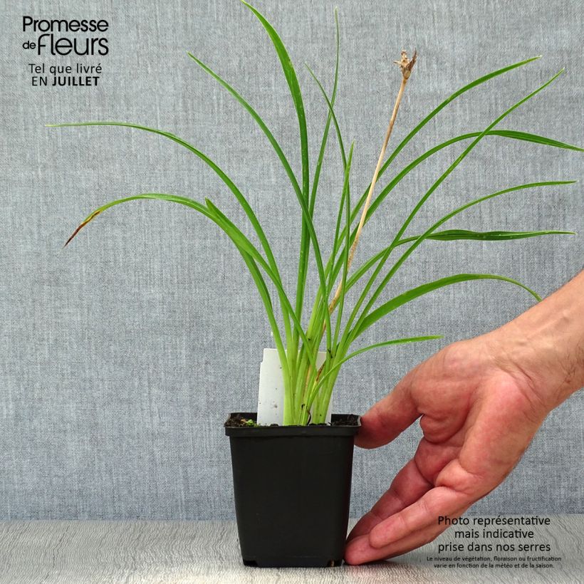 Ejemplar de Hemerocallis Stella de Oro Maceta de 8/9 cm entregado en verano