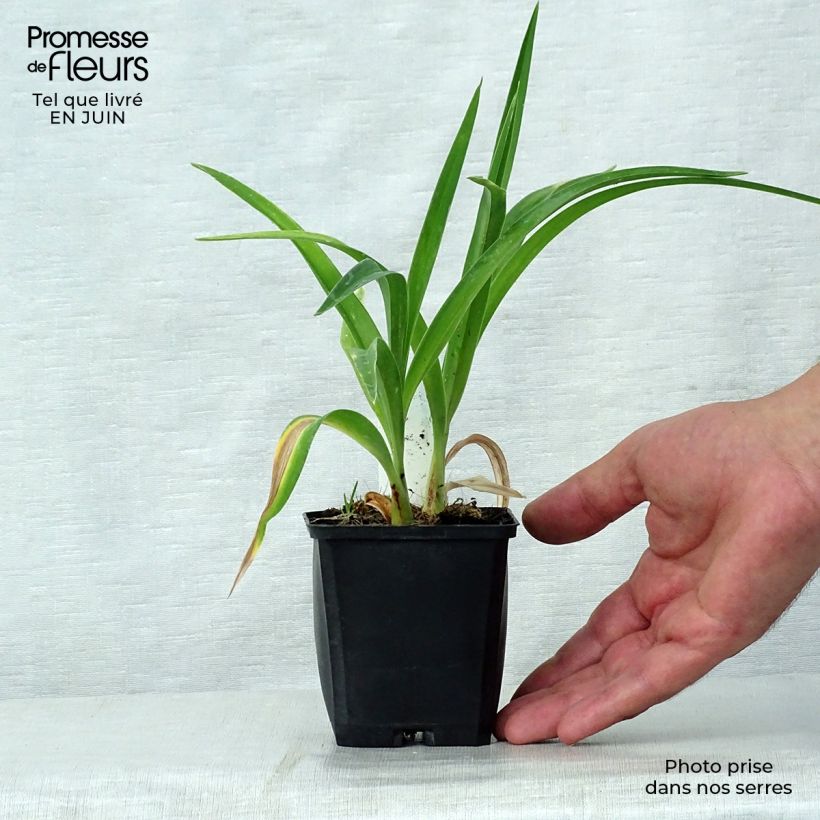 Ejemplar de Hemerocallis Strawberry Candy Maceta de 8/9 cm entregado en verano