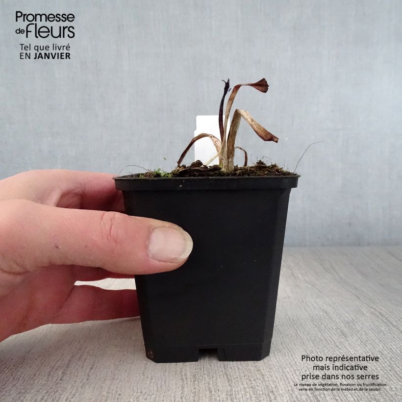 Hemerocallis Strawberry Candy Maceta de 8/9 cm Ejemplar entregado en invierno