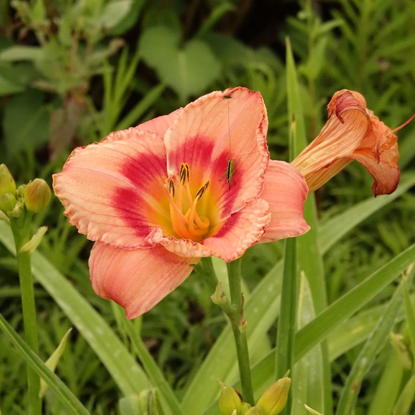 Hemerocallis Strawberry Candy (Floración)