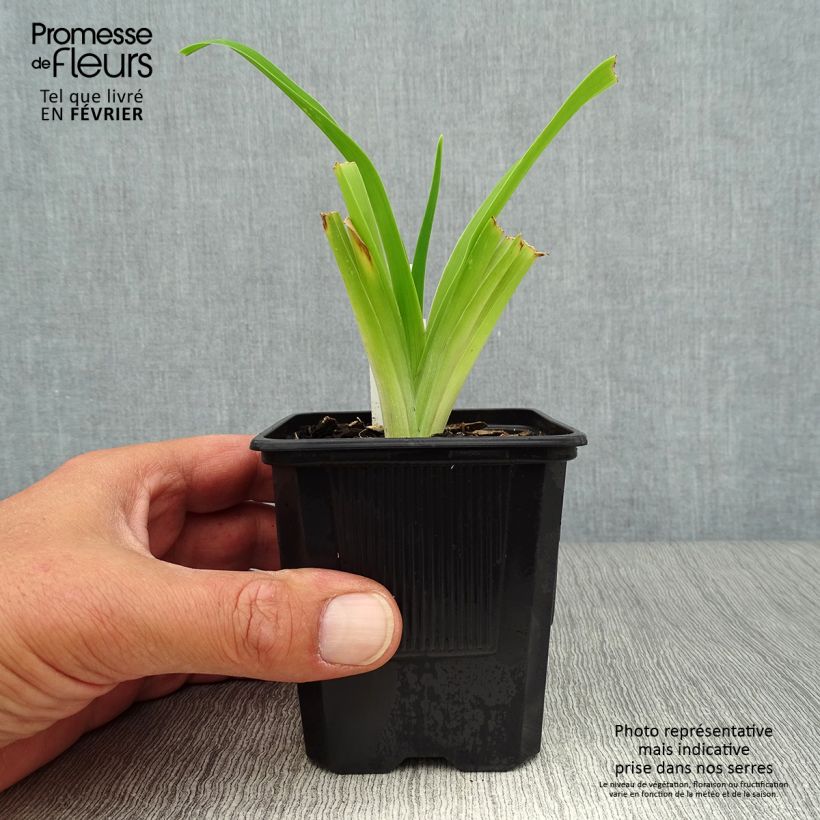 Ejemplar de Hemerocallis Strawberry Fields For Ever Maceta de 8/9 cm entregado en otoño