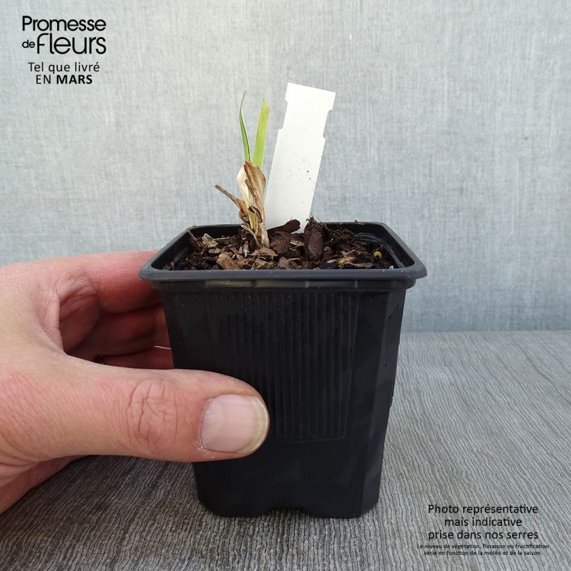 Hemerocallis Strawberry Fields For Ever Maceta de 8/9 cm Ejemplar entregado en invierno