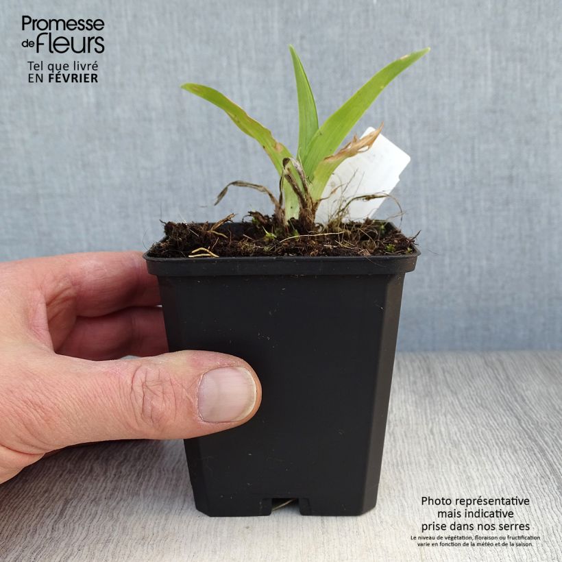 Hemerocallis Strawberry Swirl Maceta de 8/9 cm Ejemplar entregado en invierno