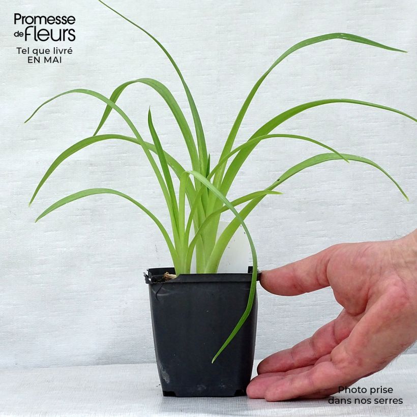 Hemerocallis Strutter s Ball Maceta de 8/9 cm Ejemplar entregado en la primavera