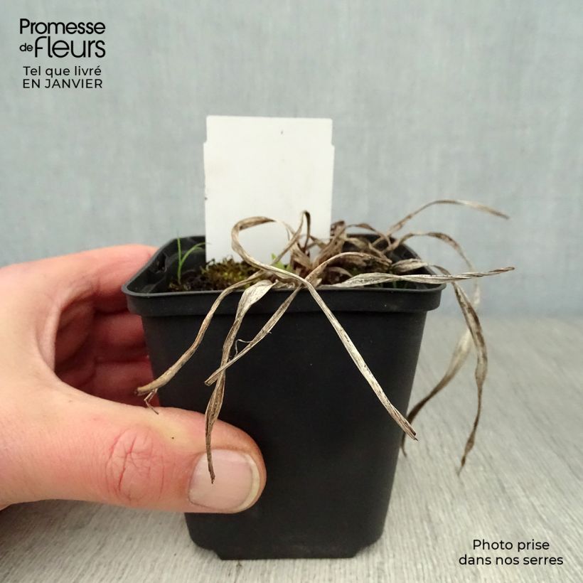 Hemerocallis Strutter s Ball Maceta de 8/9 cm Ejemplar entregado en invierno