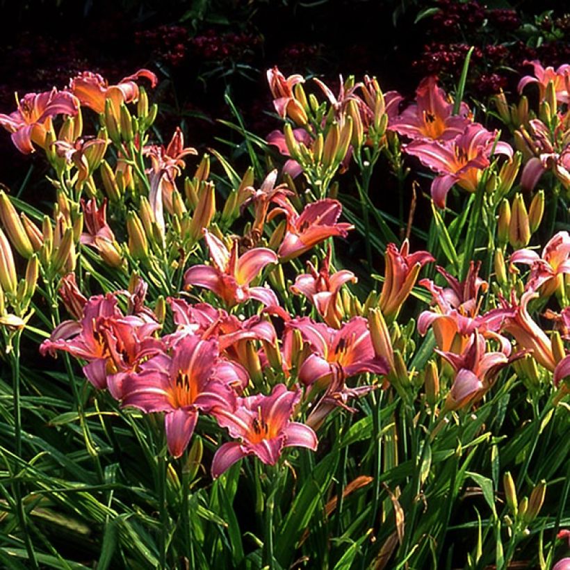Hemerocallis Sugar Candy (Floración)