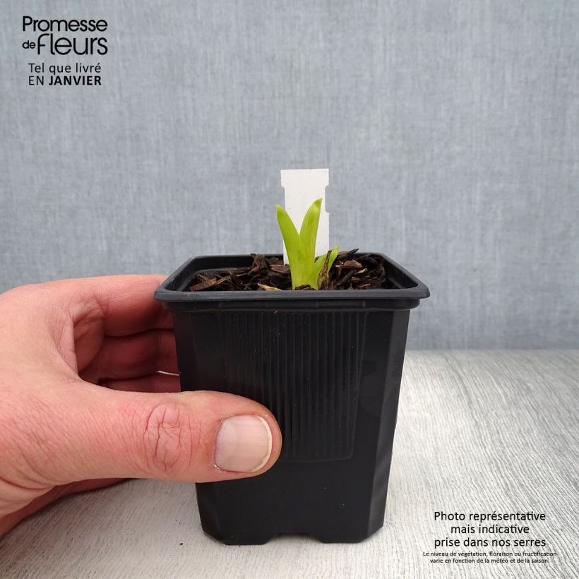 Hemerocallis Sugar Candy Maceta de 8/9 cm Ejemplar entregado en invierno