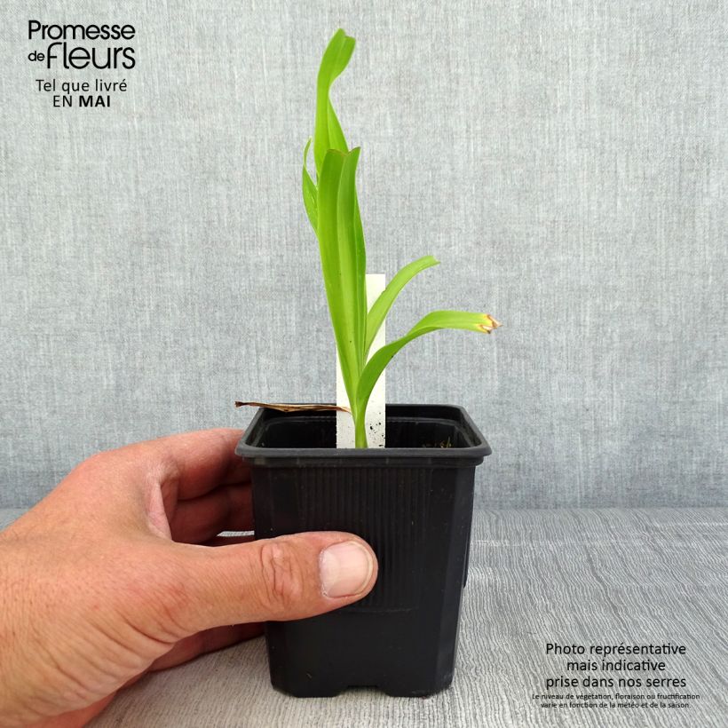 Hemerocallis Sugar Candy Maceta de 8/9 cm Ejemplar entregado en la primavera