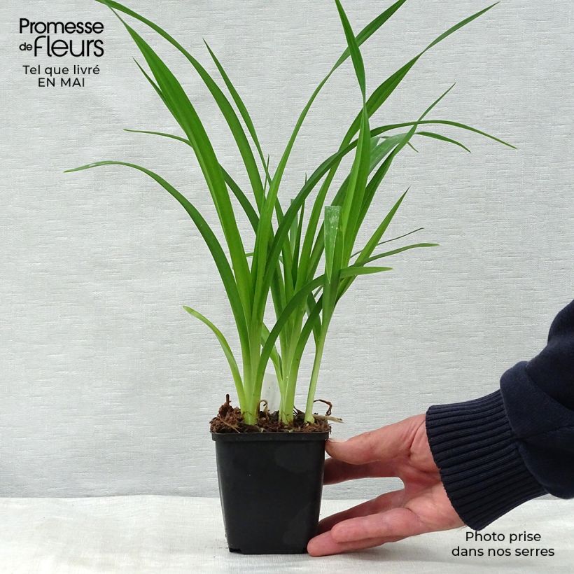 Hemerocallis Summer Wine Maceta de 8/9 cm Ejemplar entregado en la primavera