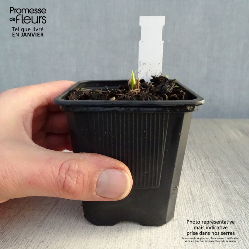 Hemerocallis Thumbelina Maceta de 8/9 cm Ejemplar entregado en invierno