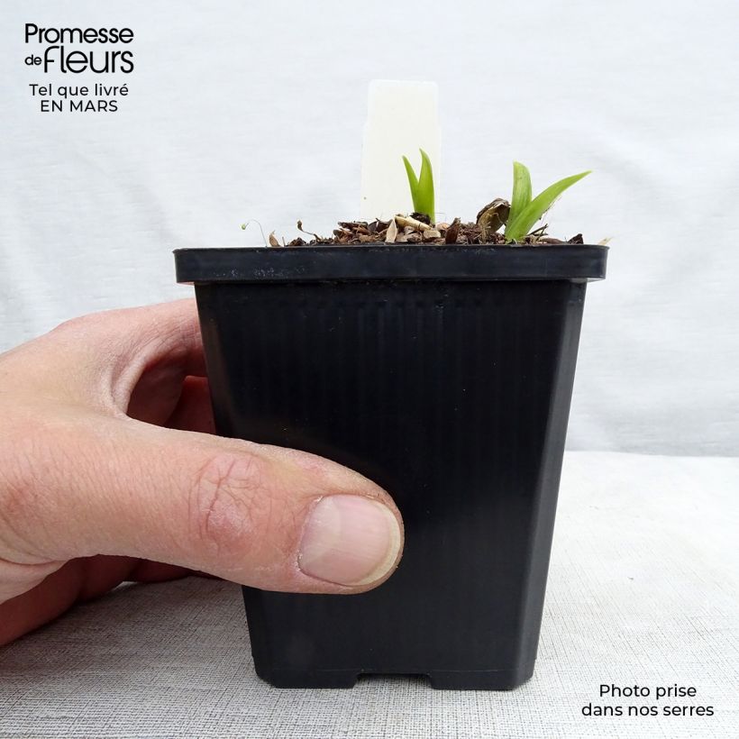 Hemerocallis citrina Maceta de 8/9 cm Ejemplar entregado en invierno