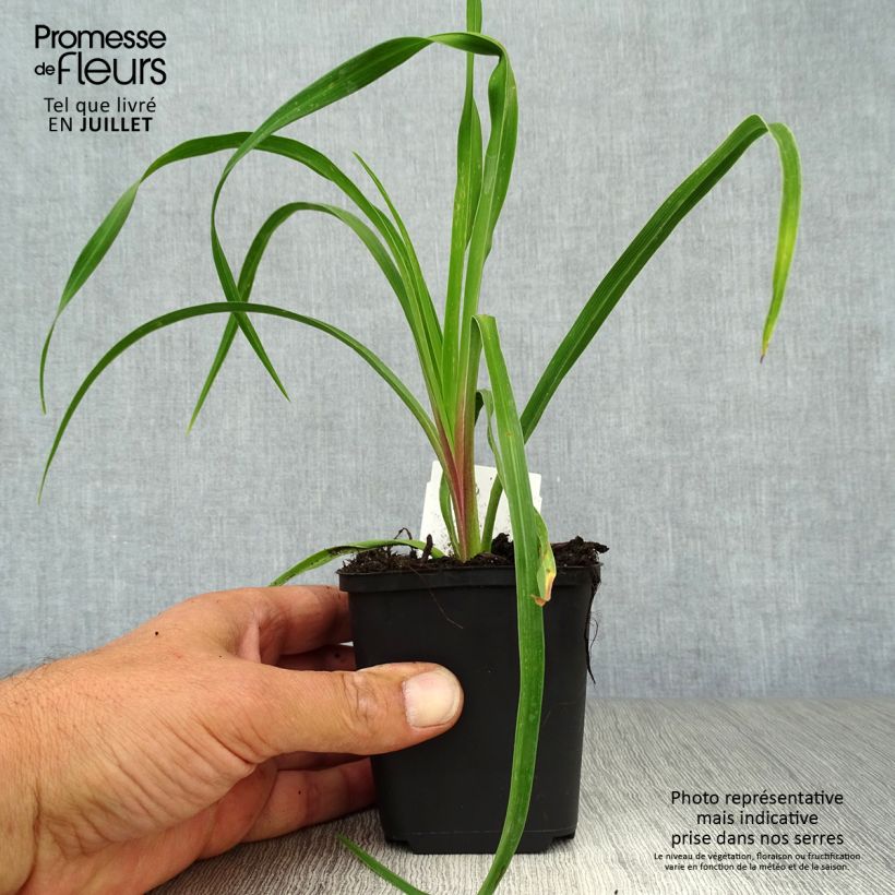 Ejemplar de Hemerocallis citrina Maceta de 8/9 cm entregado en verano