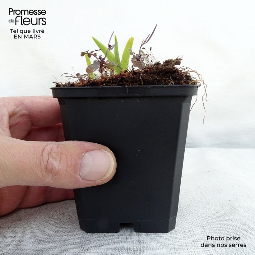 Hemerocallis fulva Maceta de 8/9 cm Ejemplar entregado en la primavera