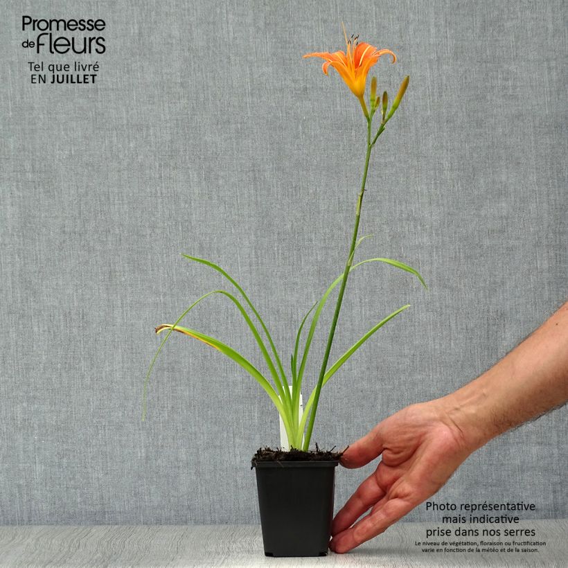 Ejemplar de Hemerocallis fulva Maceta de 8/9 cm entregado en verano