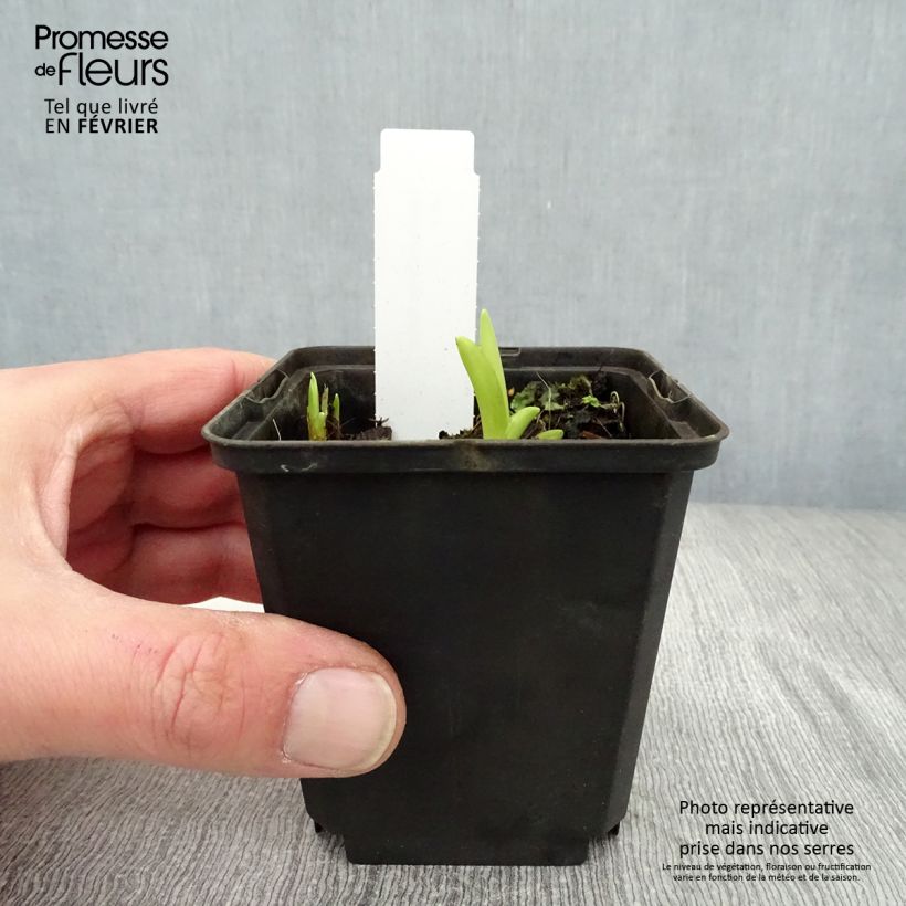 Hemerocallis fulva Maceta de 8/9 cm Ejemplar entregado en invierno