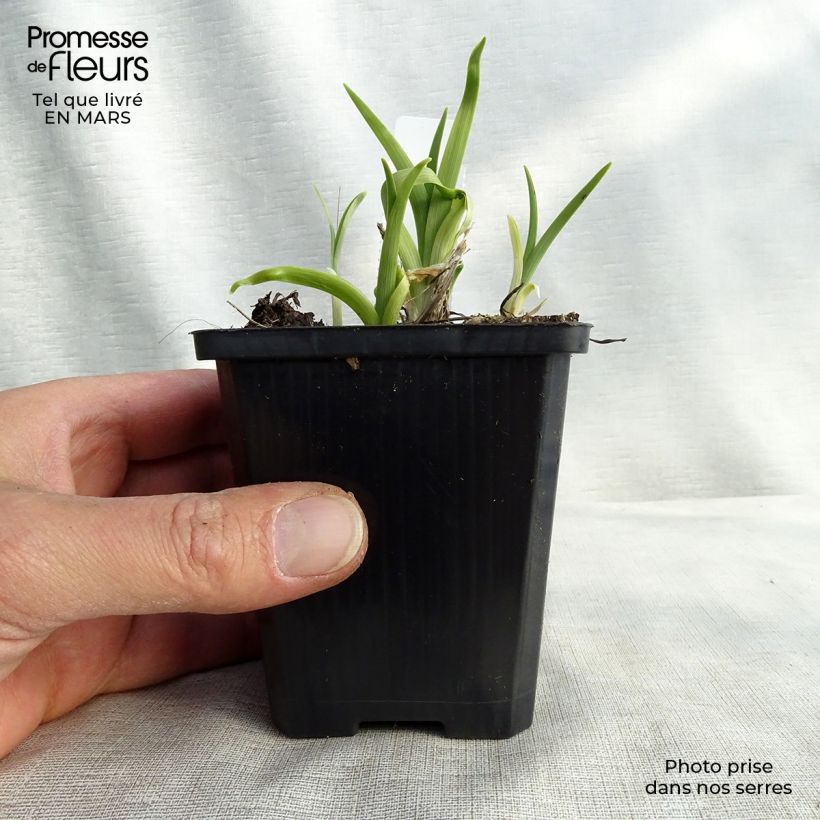 Hemerocallis lilioasphodelus Maceta de 8/9 cm Ejemplar entregado en invierno