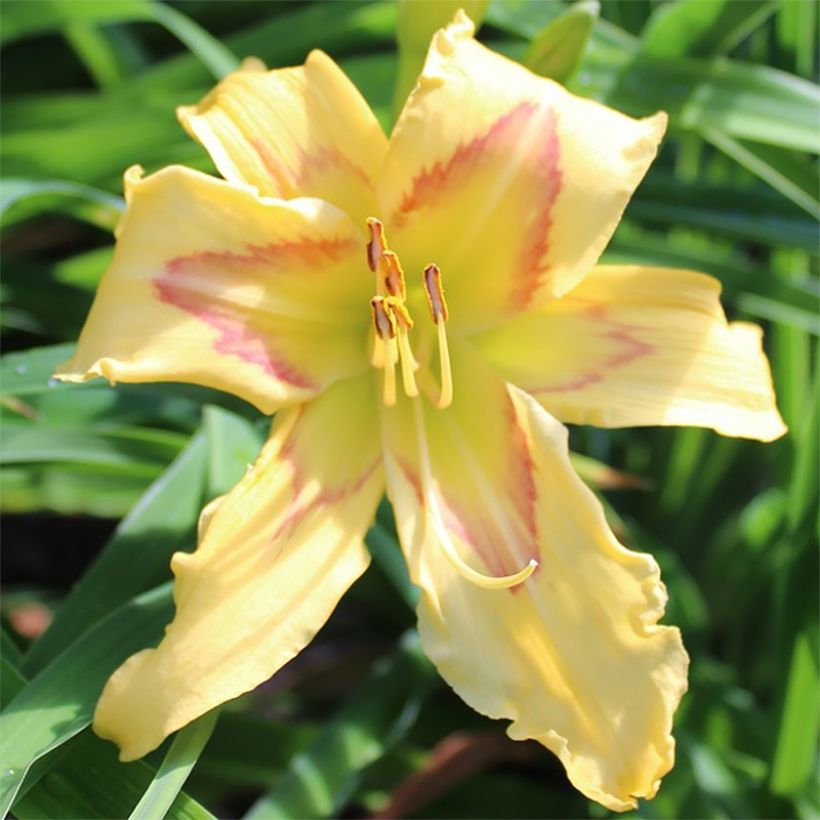 Hemerocallis Graces of Ganymede (Floración)