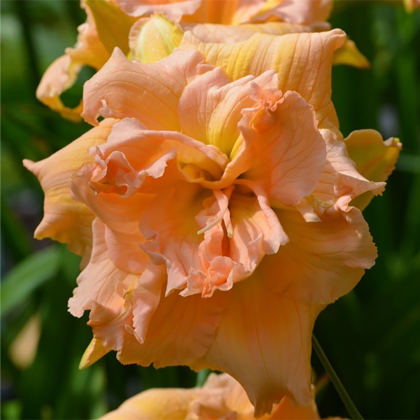 Hemerocallis In Excess (Floración)