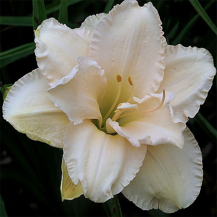 Hemerocallis Land of Cotton (Floración)