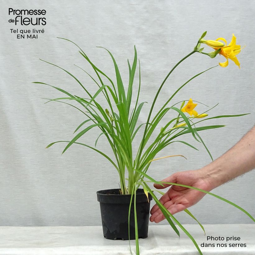 Hemerocallis middendorffii Maceta de 8/9 cm Ejemplar entregado en la primavera
