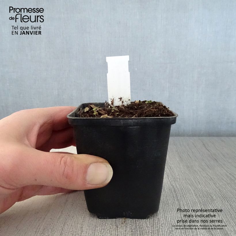 Hemerocallis middendorffii Maceta de 8/9 cm Ejemplar entregado en invierno