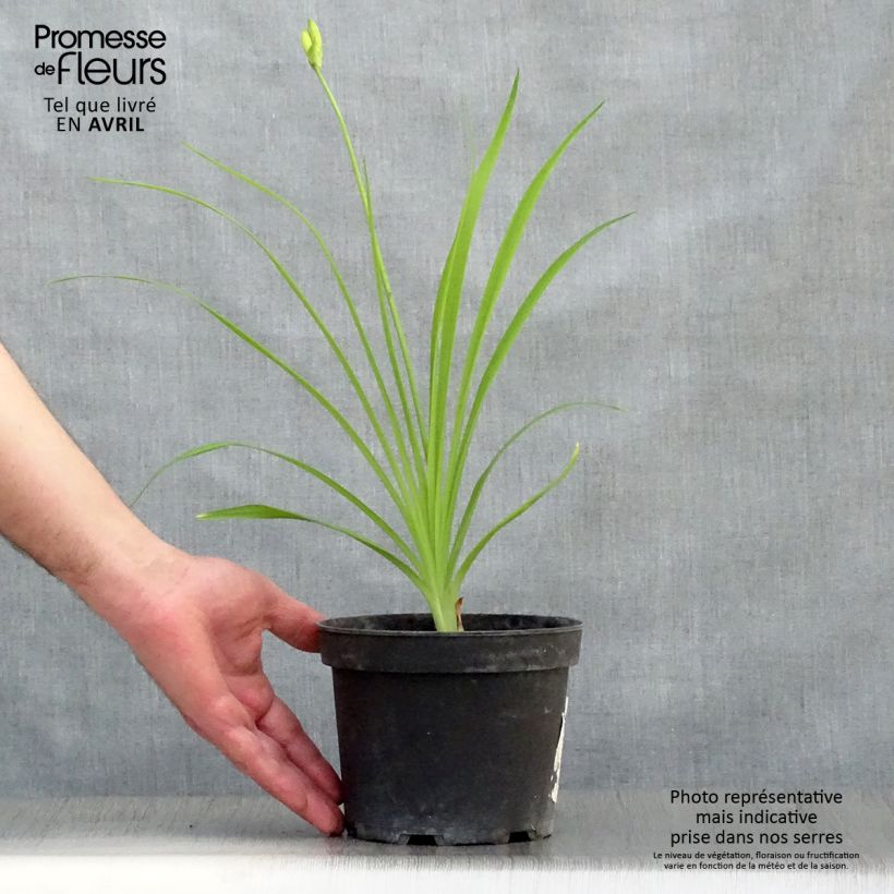 Hemerocallis middendorffii Maceta 2L/3L Ejemplar entregado en la primavera