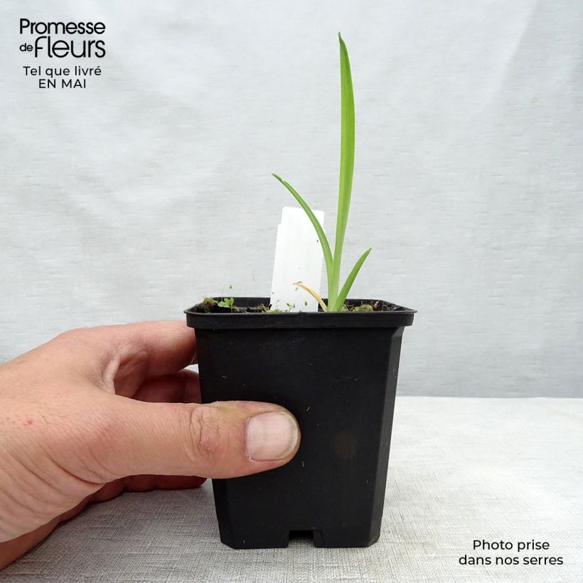 Hemerocallis Gentle Shepherd Maceta de 8/9 cm Ejemplar entregado en la primavera