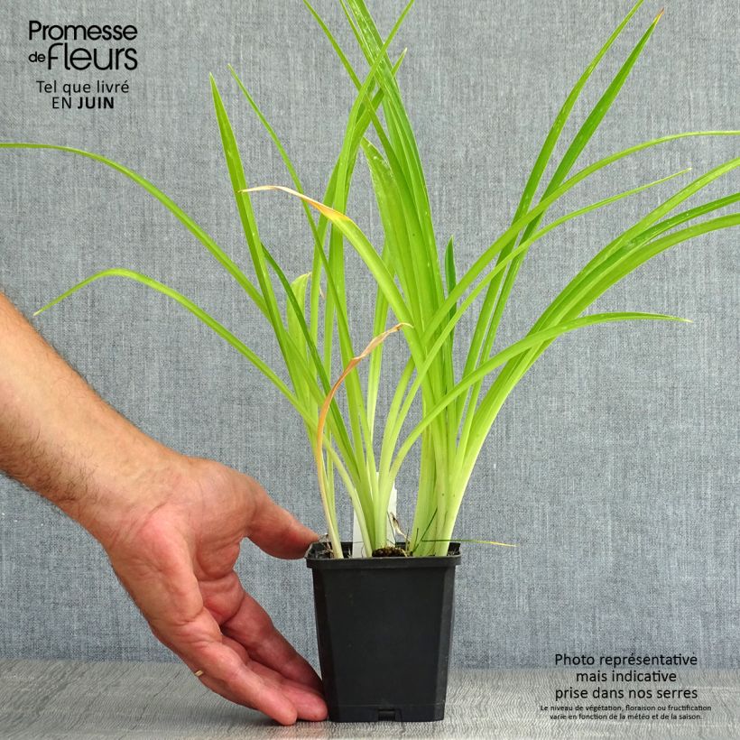 Ejemplar de Hemerocallis Gentle Shepherd Maceta de 8/9 cm entregado en verano