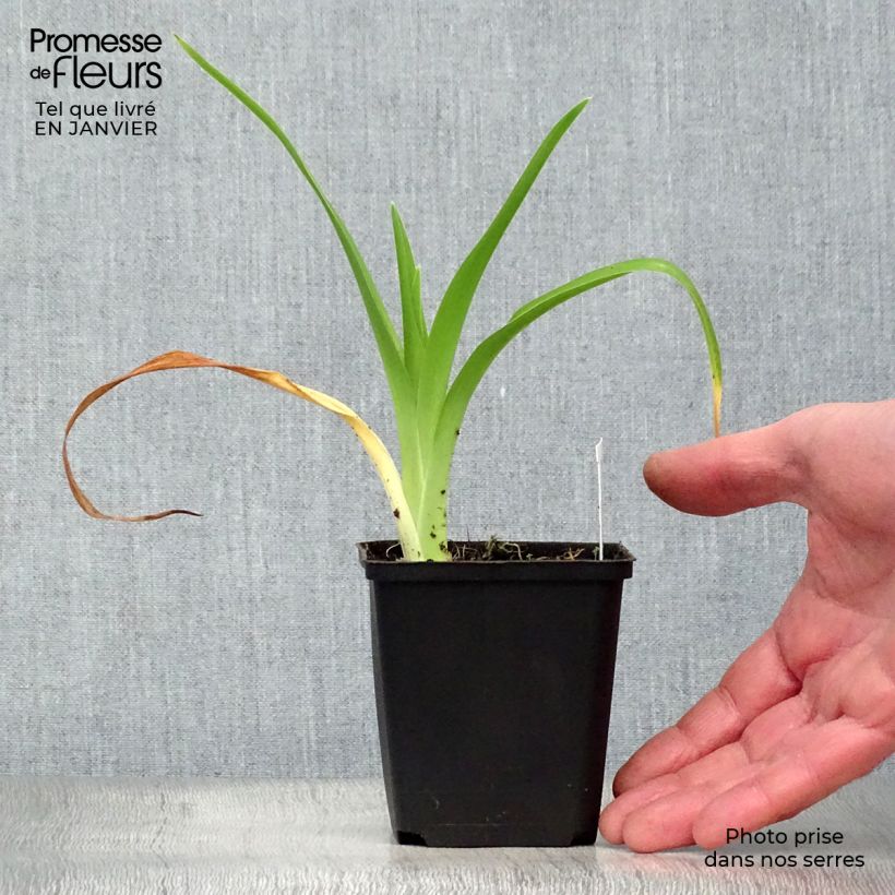 Hemerocallis Gentle Shepherd Maceta de 8/9 cm Ejemplar entregado en invierno