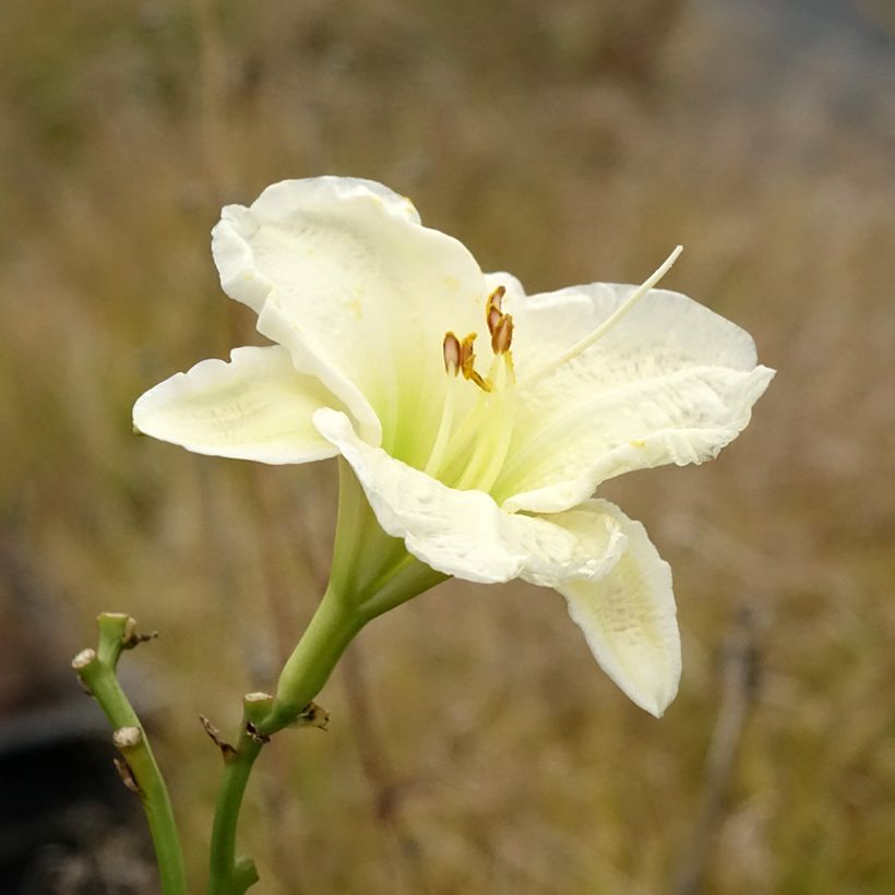 Hemerocallis Gentle Shepherd (Floración)
