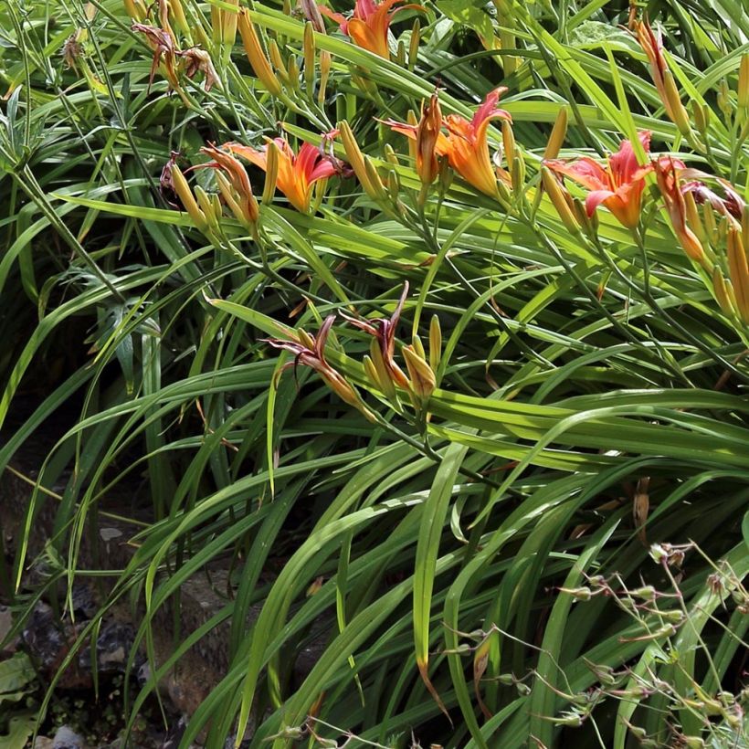 Hemerocallis fulva (Follaje)