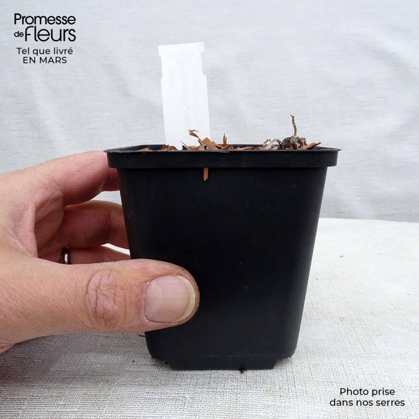 Hepatica nobilis - Hepática común Maceta de 8/9 cm Ejemplar entregado en la primavera