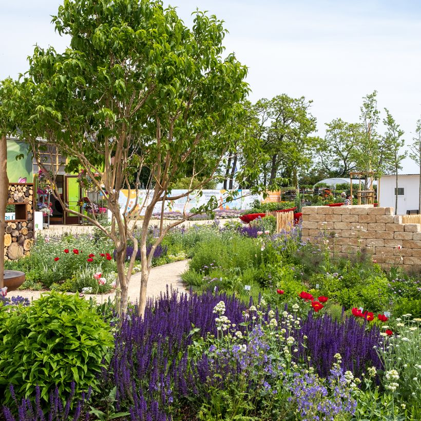 Flor de siete hijos Temple of Bloom - Heptacodium miconioides (Porte)