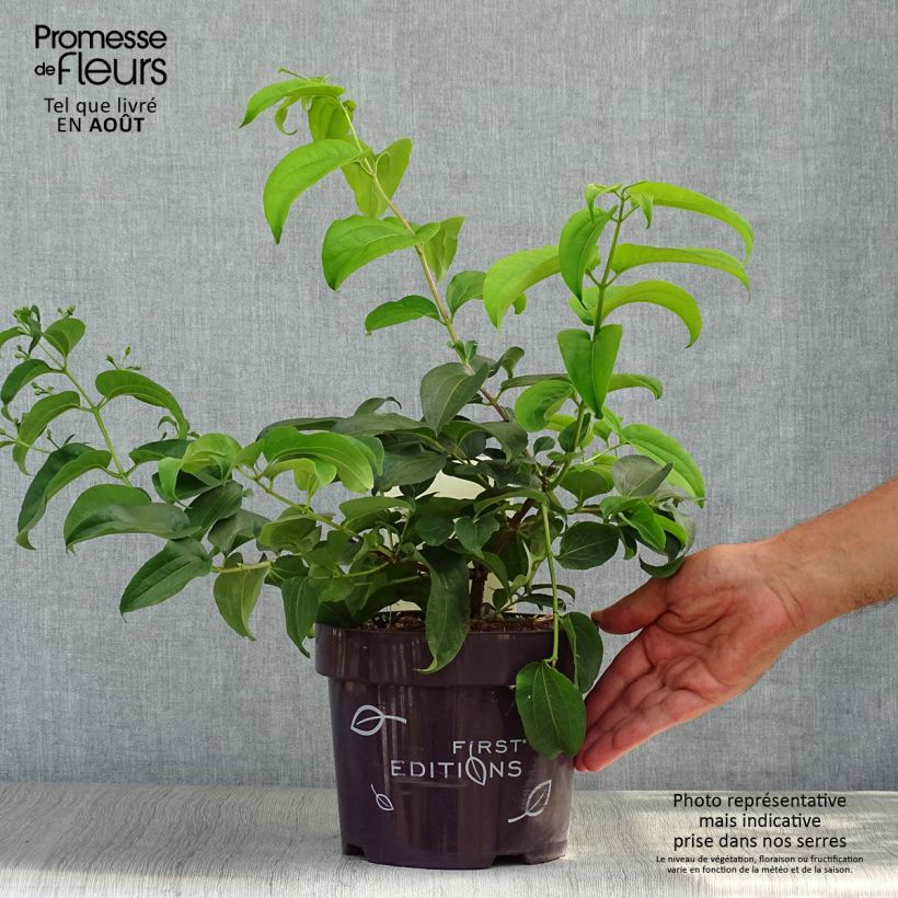 Ejemplar de Flor de siete hijos Tianshan -Heptacodium miconioides Maceta 3L/4L entregado en verano