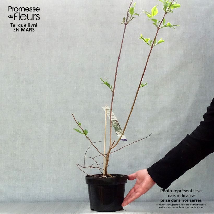 Flor de siete hijos - Heptacodium miconioides Maceta 3L/4L Ejemplar entregado en la primavera