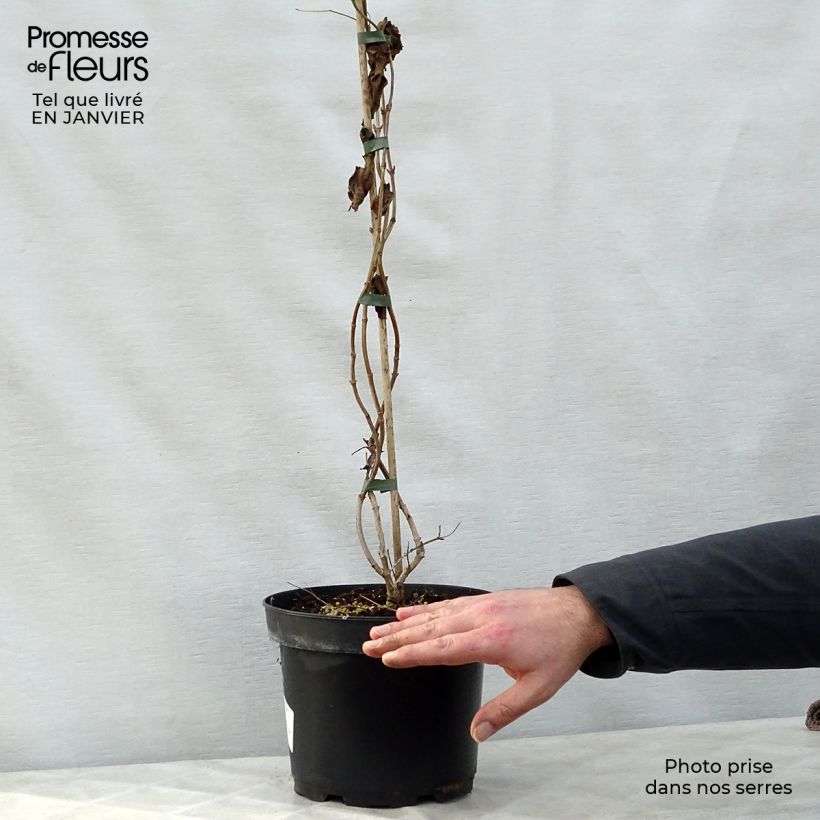 Flor de siete hijos - Heptacodium miconioides Maceta 3L/4L Ejemplar entregado en invierno