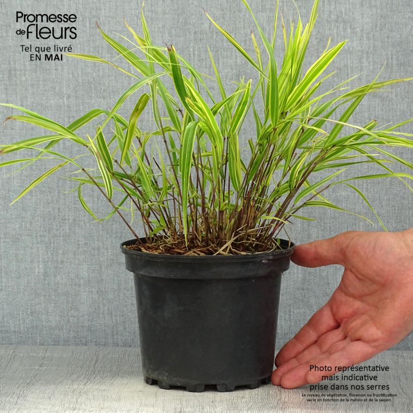 Hakonechloa macra Albostriata Maceta 2L/3L Ejemplar entregado en la primavera